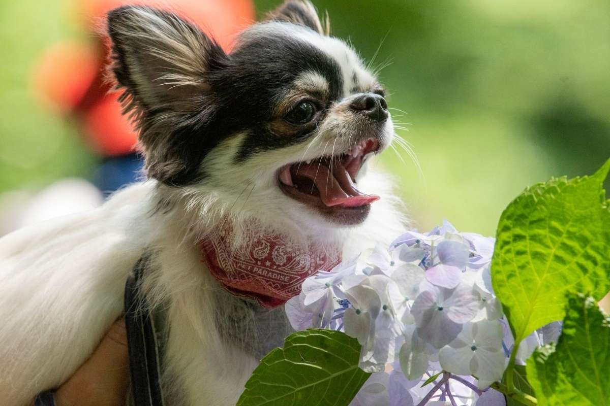 Chihuahua, Dachshund ou Smooth Collie: qual é mais difícil de cuidar