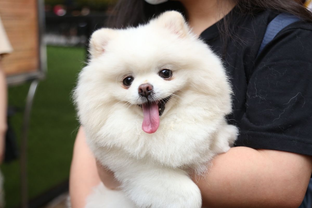 Lulu da Pomerânia: beleza, coragem e companhia em um só cachorro