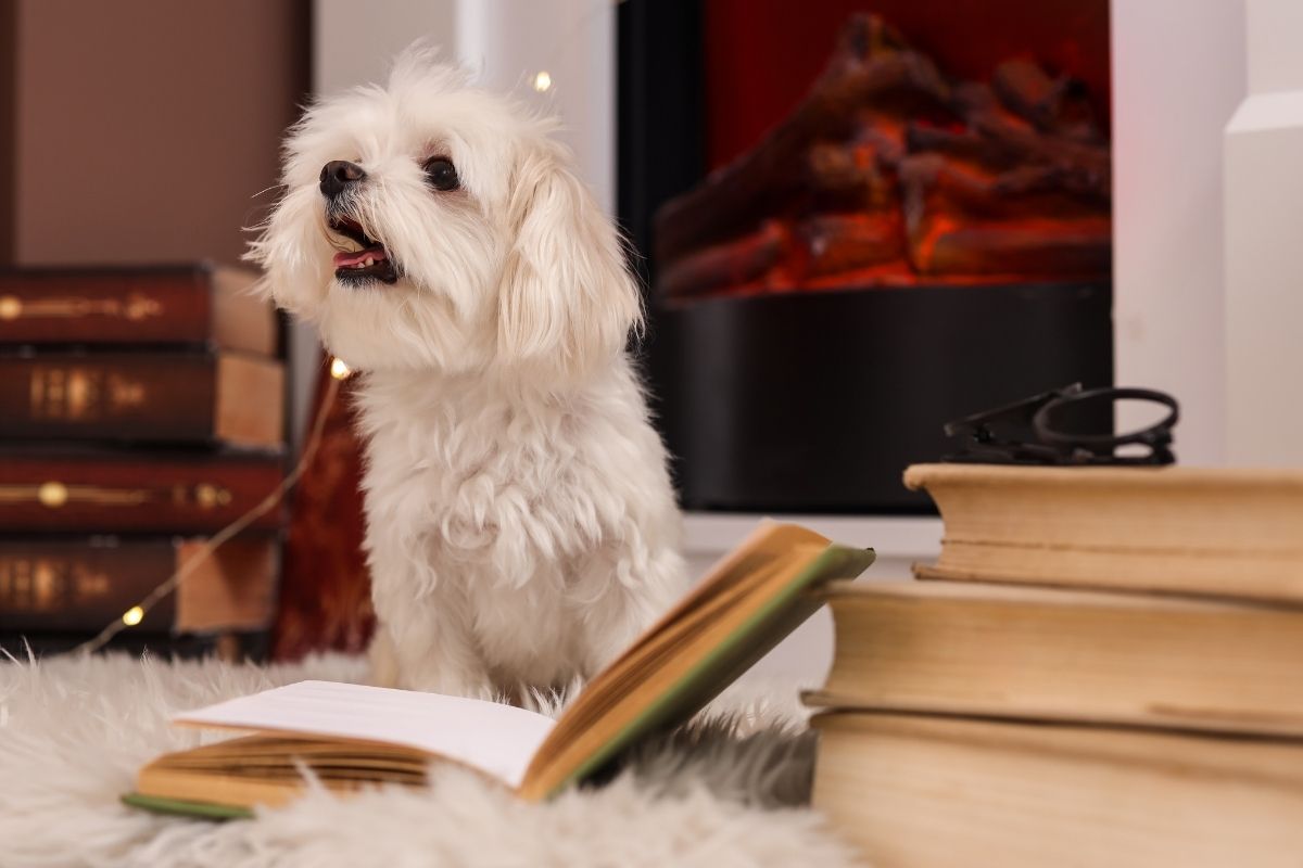 Maltês: tudo sobre o cachorro pequeno e fiel para o dia a dia