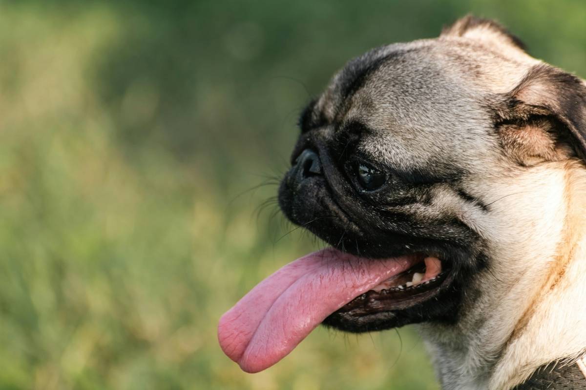 Pug: o guia definitivo do cachorro pequeno e companheiro
