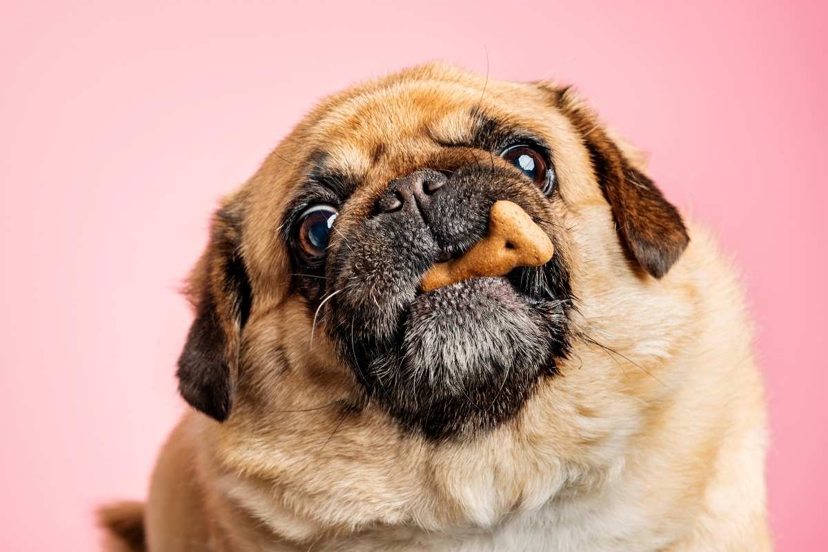 Tipos de Pug: veja todas as cores da raça e suas diferenças