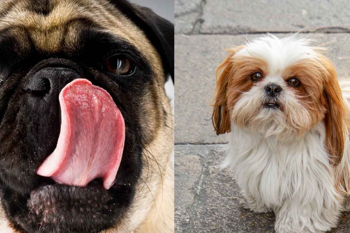 Shih Tzu ou Pug: veja qual raça combina mais com você