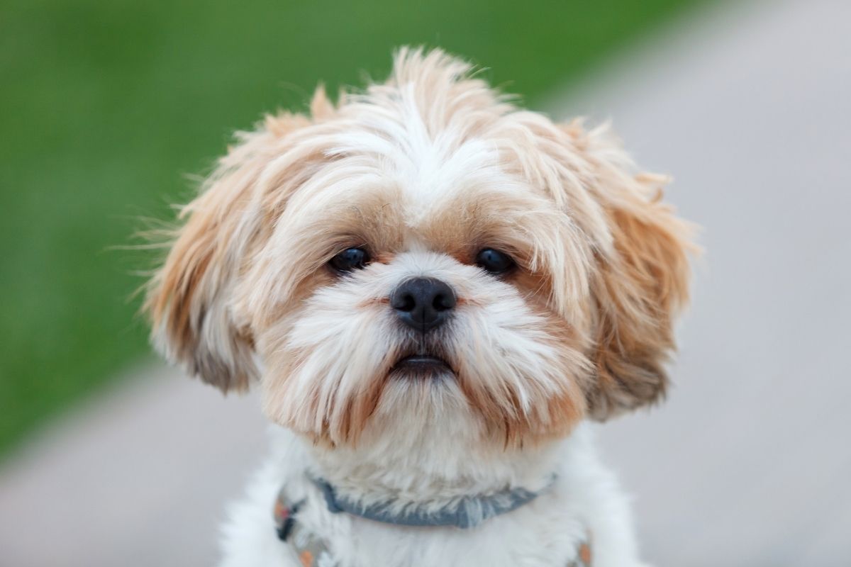 Shih-Tzu: 4 perguntas e respostas mais comuns sobre a raça