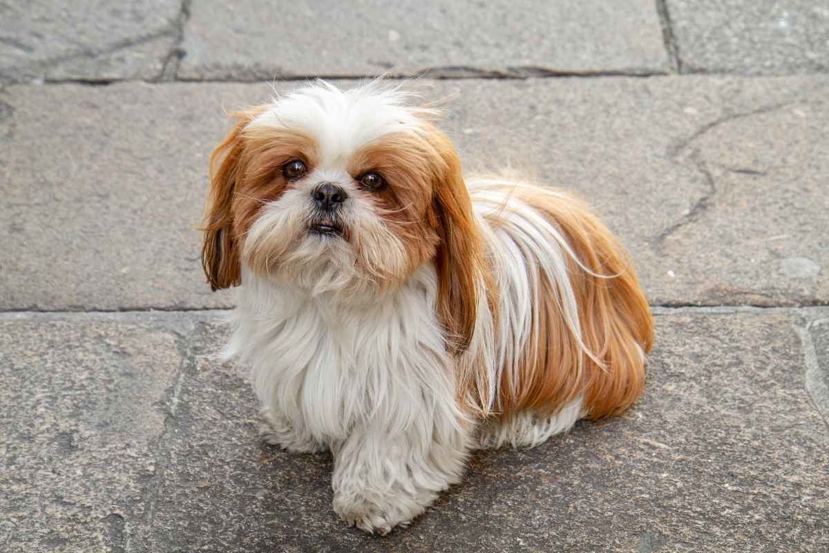 Shih Tzu: tudo sobre a raça que conquista famílias no Brasil