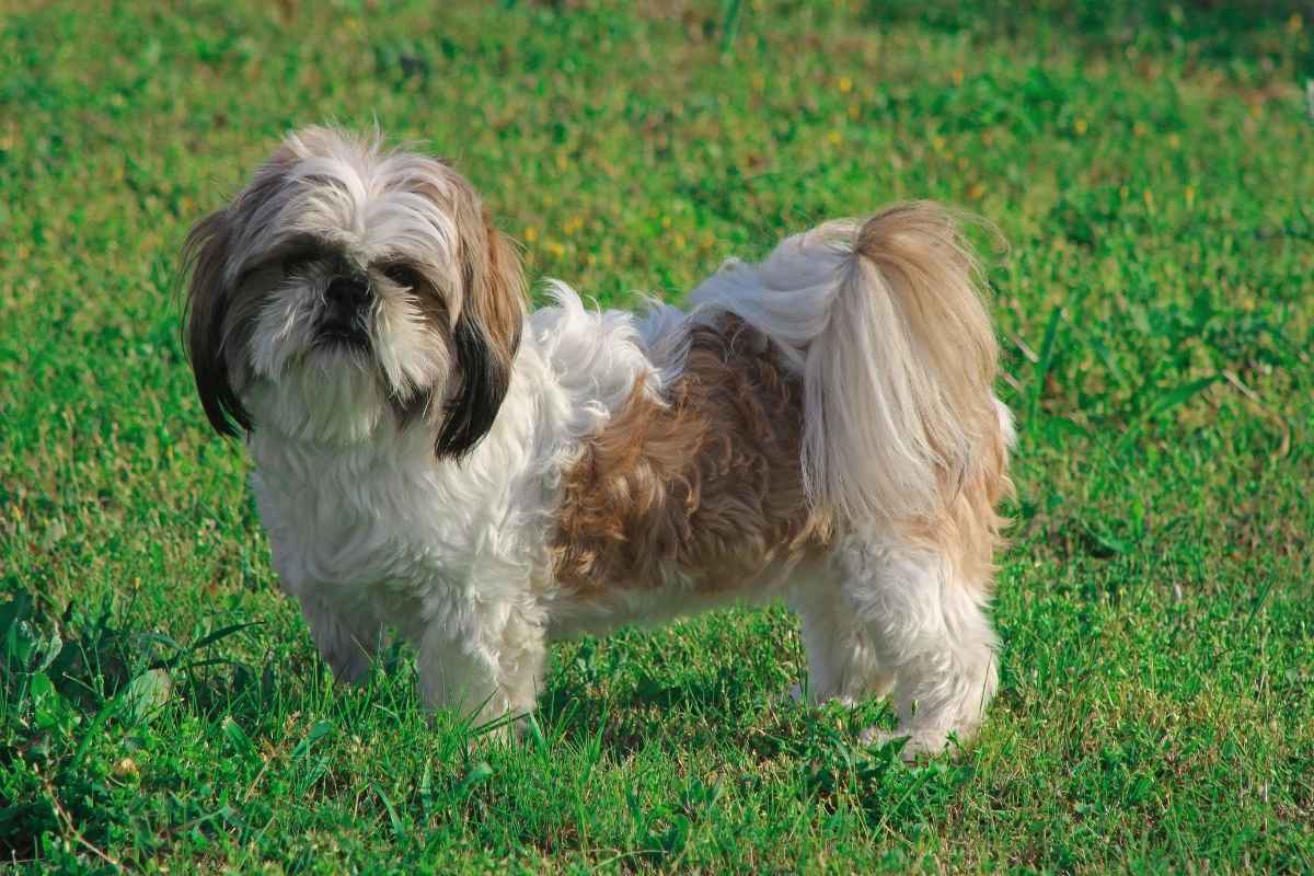 Raças de cachorro pequeno: confira as mais populares e suas características