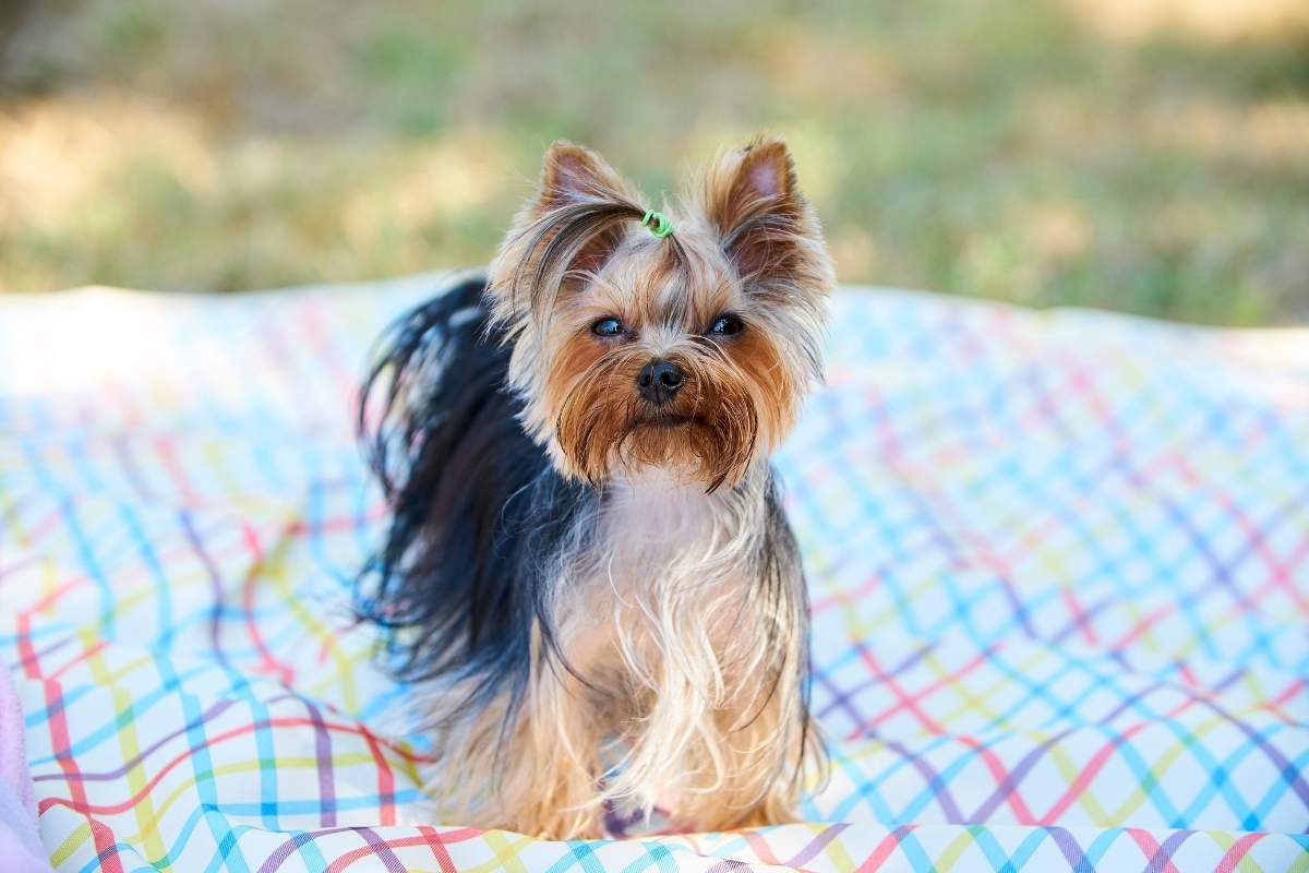 Yorkshire ou Pinscher: qual é mais dócil e fácil de cuidar?