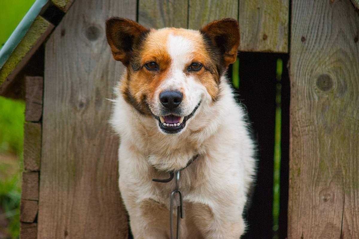 Casinha de cachorro: modelos que realmente fazem diferença no dia a dia